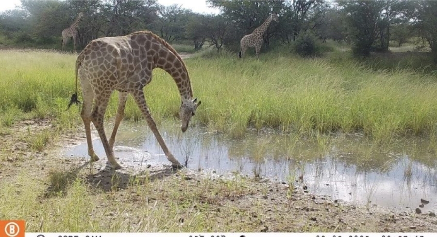 4 Bedroom Property for Sale in Lephalale Limpopo