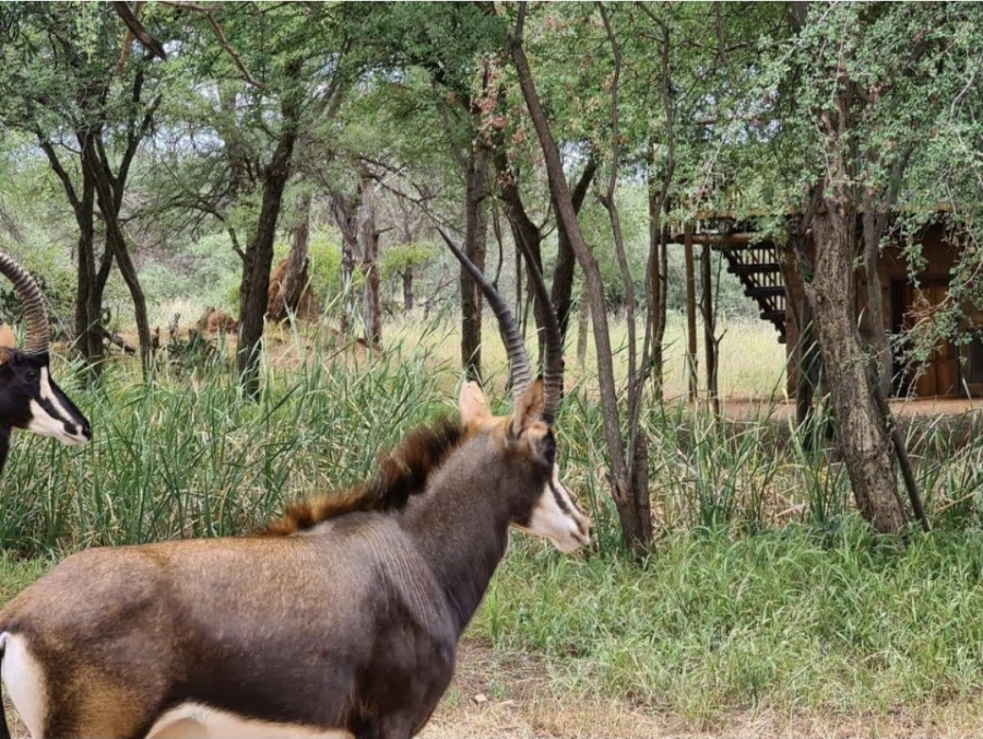 4 Bedroom Property for Sale in Lephalale Limpopo