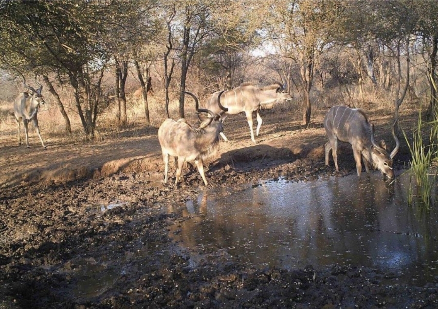 4 Bedroom Property for Sale in Lephalale Limpopo