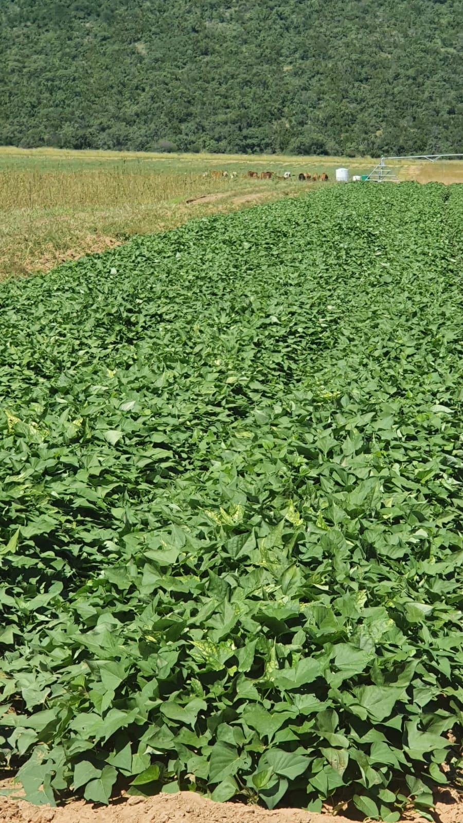 0 Bedroom Property for Sale in Alma Limpopo