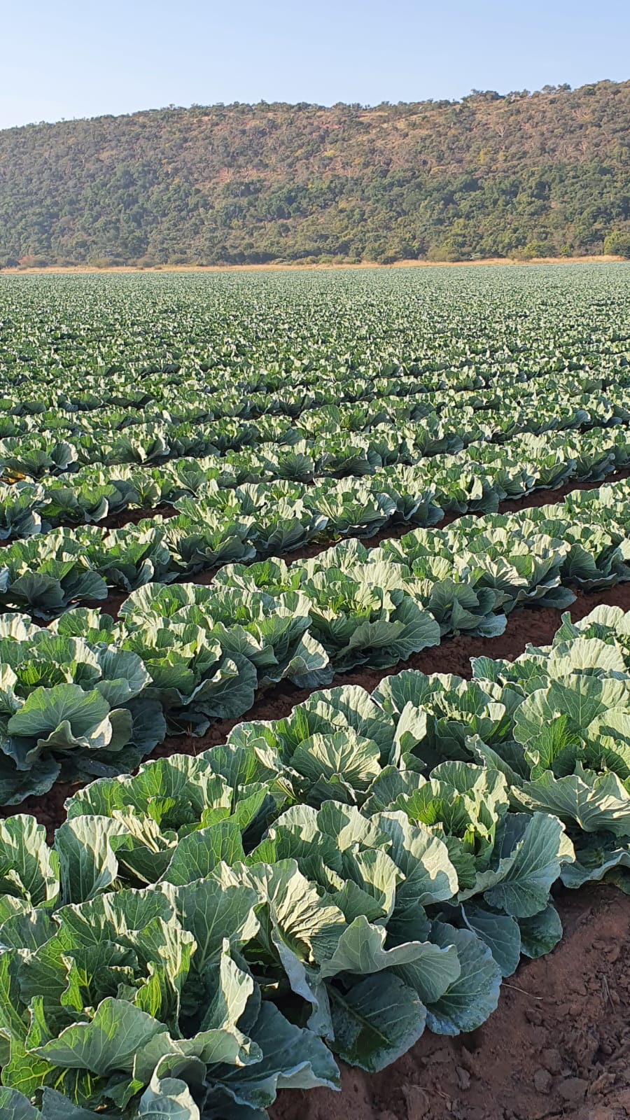 0 Bedroom Property for Sale in Alma Limpopo