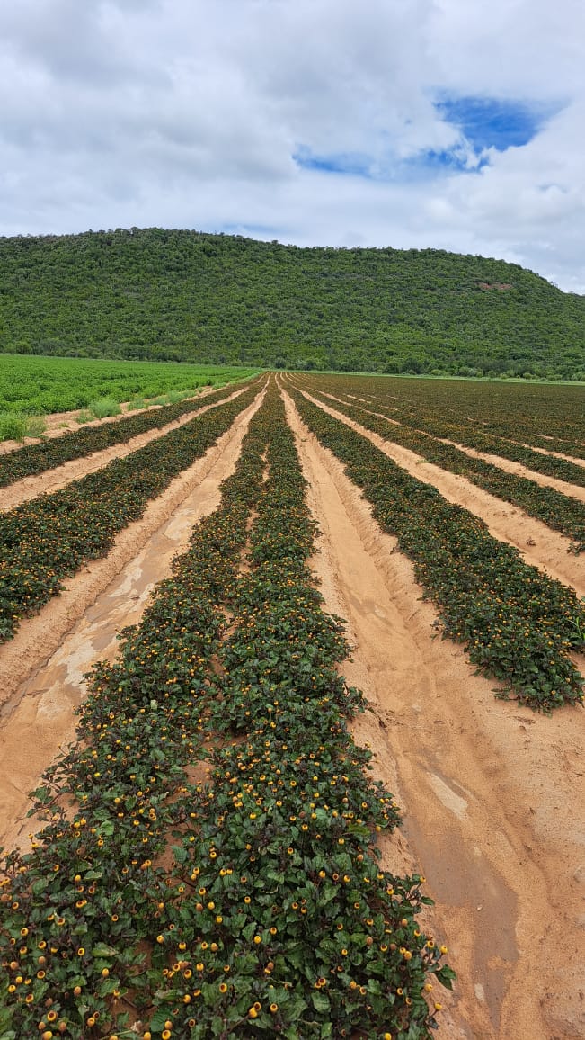 0 Bedroom Property for Sale in Alma Limpopo