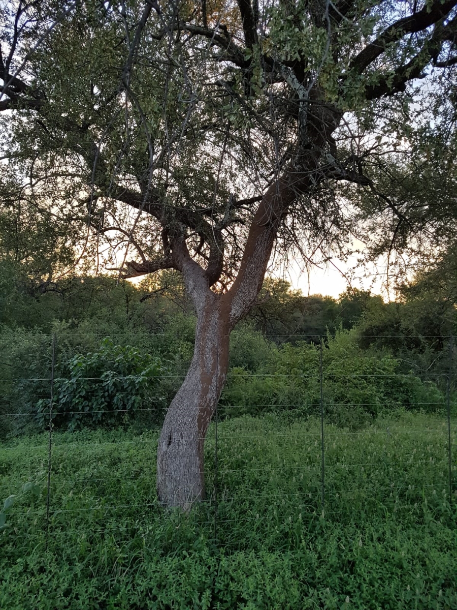 4 Bedroom Property for Sale in Thabazimbi Limpopo