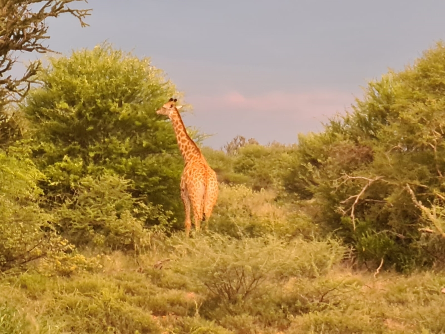 4 Bedroom Property for Sale in Thabazimbi Limpopo