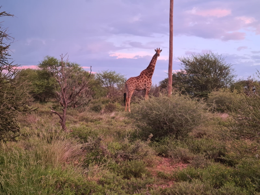 4 Bedroom Property for Sale in Thabazimbi Limpopo