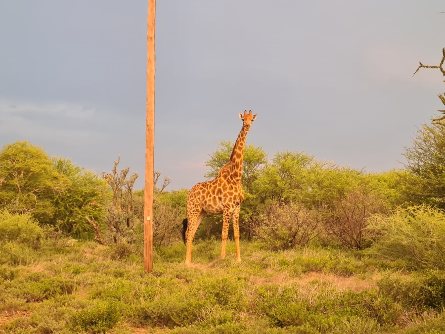 4 Bedroom Property for Sale in Thabazimbi Limpopo