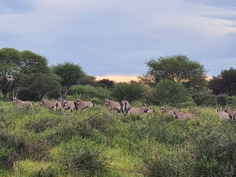 4 Bedroom Property for Sale in Thabazimbi Limpopo