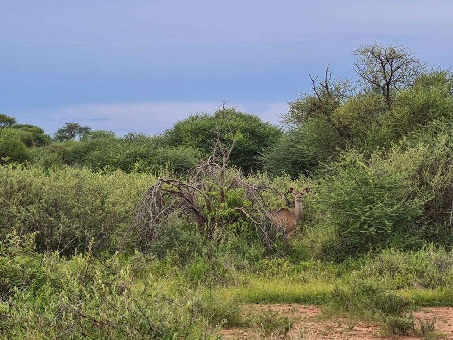 4 Bedroom Property for Sale in Thabazimbi Limpopo