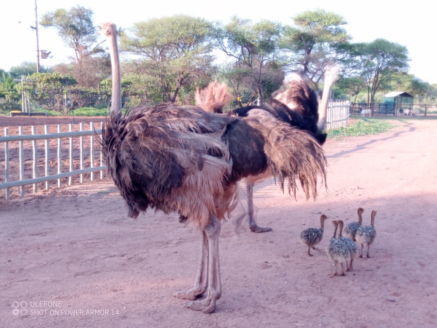 4 Bedroom Property for Sale in Thabazimbi Limpopo