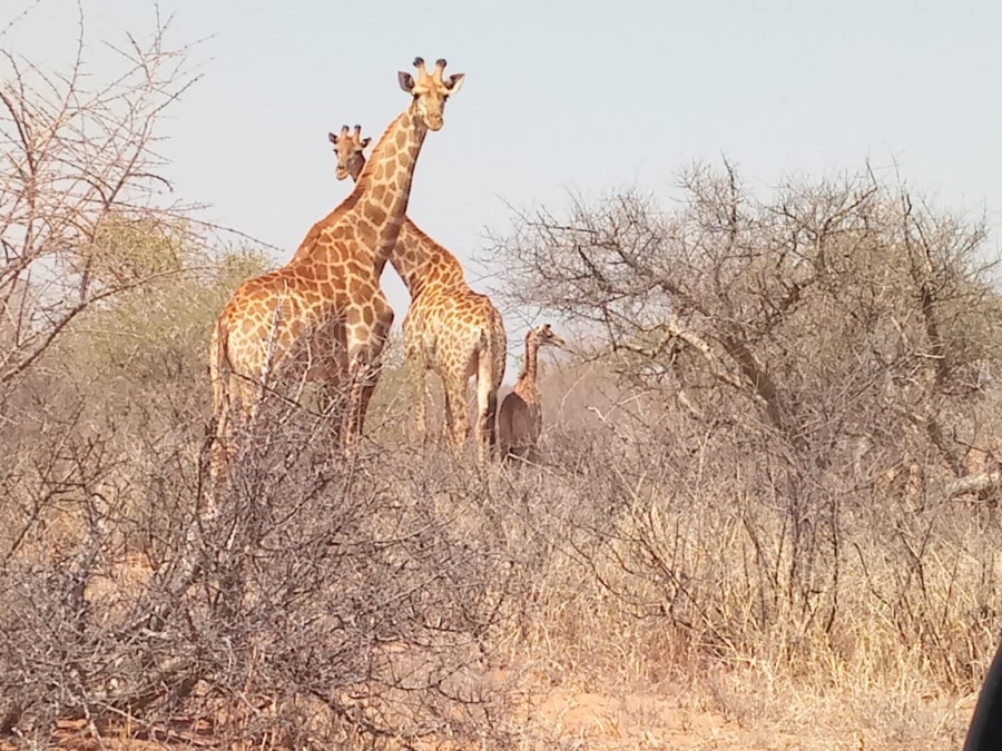 4 Bedroom Property for Sale in Thabazimbi Limpopo