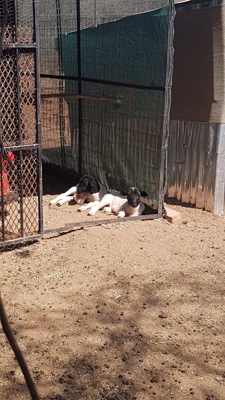 4 Bedroom Property for Sale in Thabazimbi Limpopo