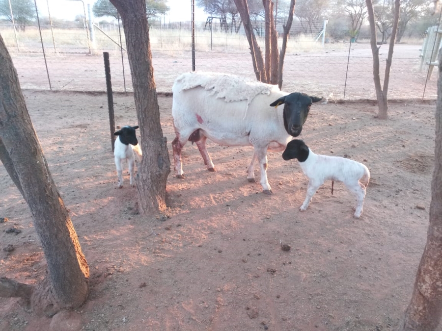 4 Bedroom Property for Sale in Thabazimbi Limpopo