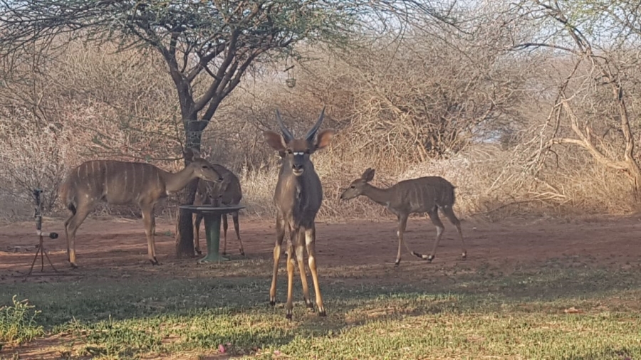 4 Bedroom Property for Sale in Thabazimbi Limpopo