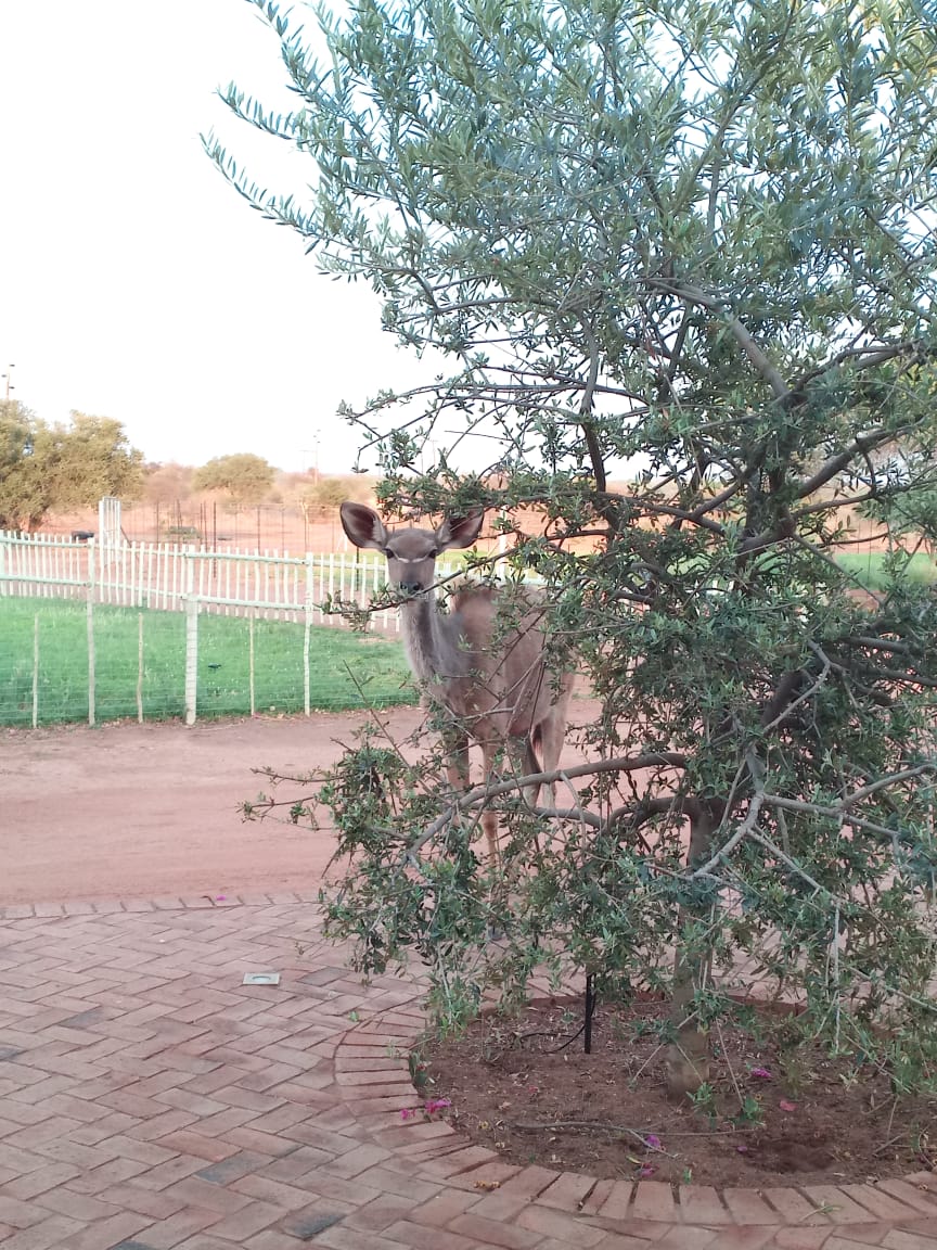 4 Bedroom Property for Sale in Thabazimbi Limpopo