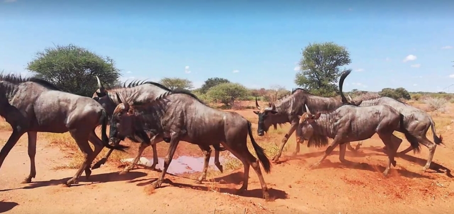 4 Bedroom Property for Sale in Thabazimbi Limpopo