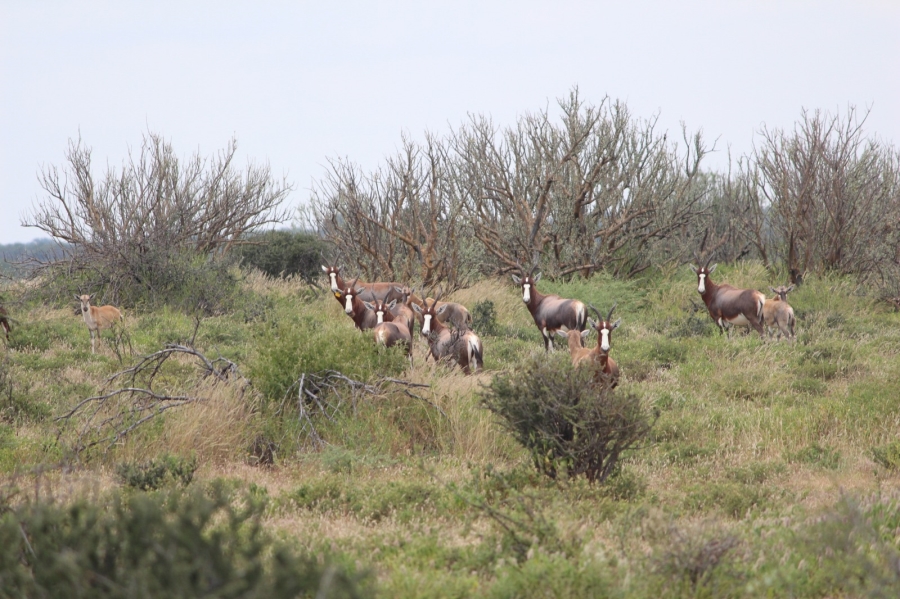 4 Bedroom Property for Sale in Thabazimbi Limpopo