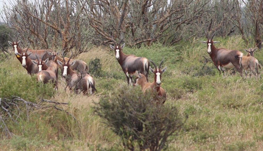 4 Bedroom Property for Sale in Thabazimbi Limpopo