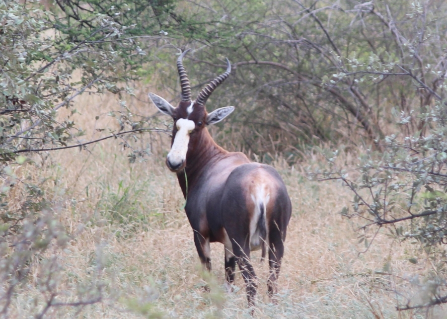 4 Bedroom Property for Sale in Thabazimbi Limpopo