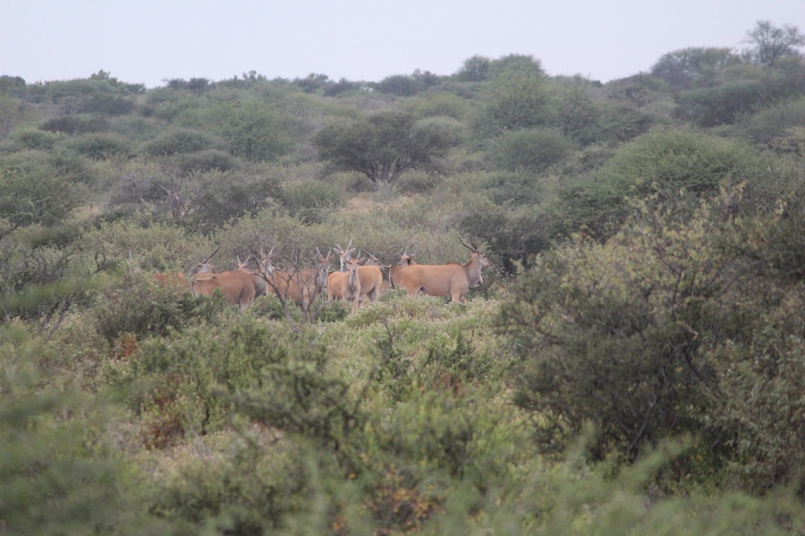 4 Bedroom Property for Sale in Thabazimbi Limpopo