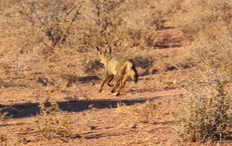 4 Bedroom Property for Sale in Thabazimbi Limpopo