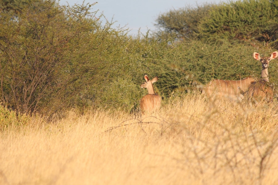 4 Bedroom Property for Sale in Thabazimbi Limpopo