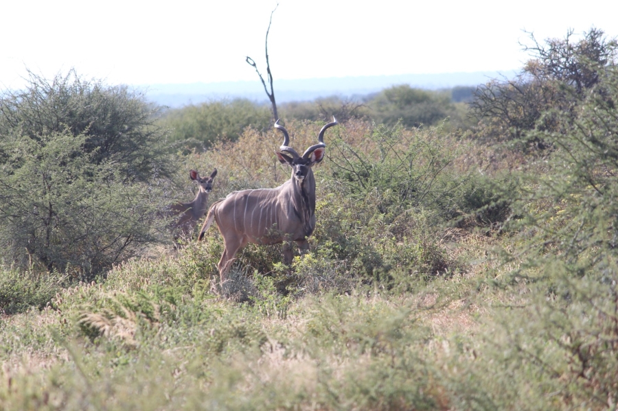 4 Bedroom Property for Sale in Thabazimbi Limpopo