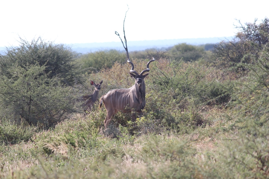 4 Bedroom Property for Sale in Thabazimbi Limpopo