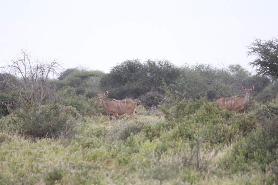 4 Bedroom Property for Sale in Thabazimbi Limpopo