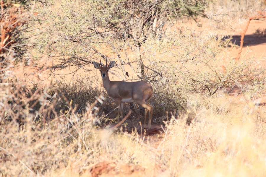 4 Bedroom Property for Sale in Thabazimbi Limpopo