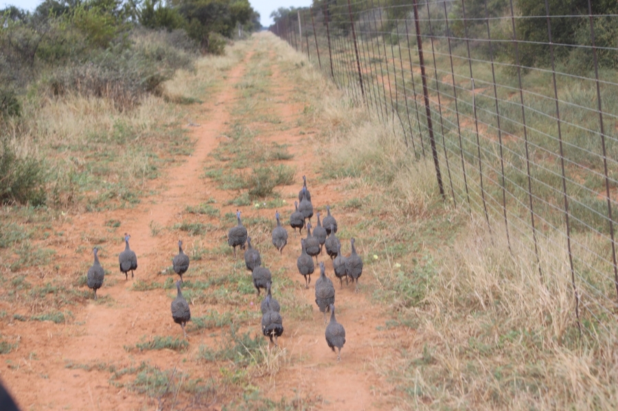 4 Bedroom Property for Sale in Thabazimbi Limpopo