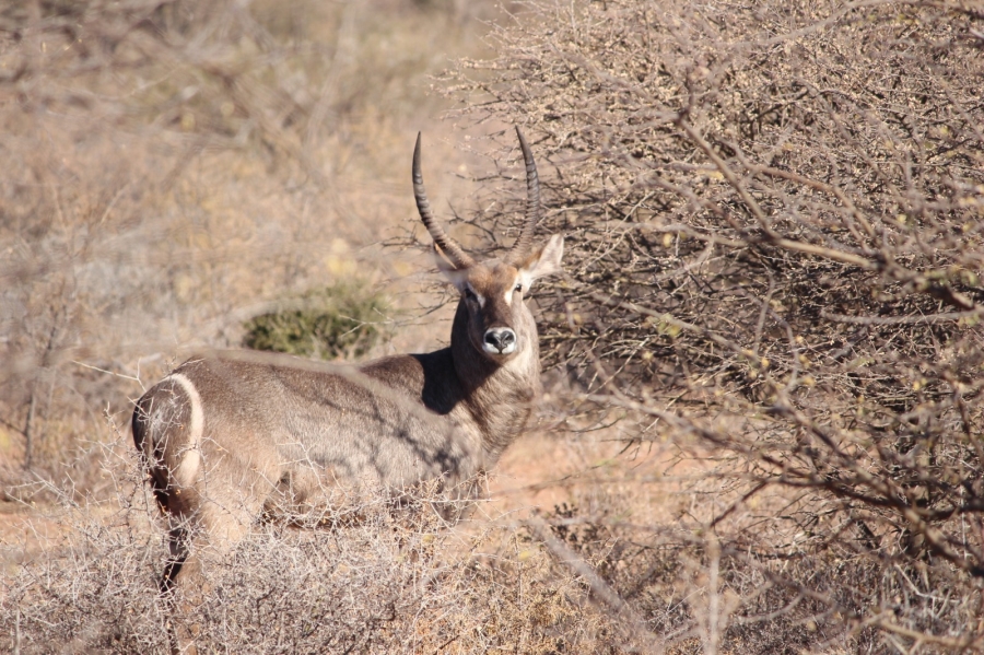 4 Bedroom Property for Sale in Thabazimbi Limpopo