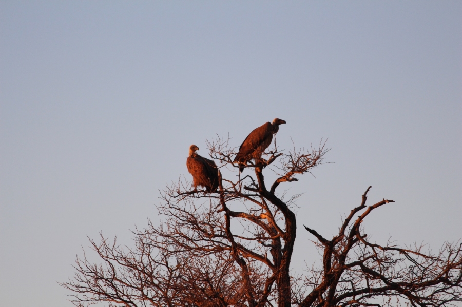 4 Bedroom Property for Sale in Thabazimbi Limpopo