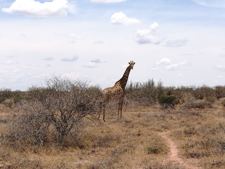 4 Bedroom Property for Sale in Thabazimbi Limpopo