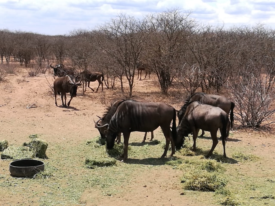 4 Bedroom Property for Sale in Thabazimbi Limpopo