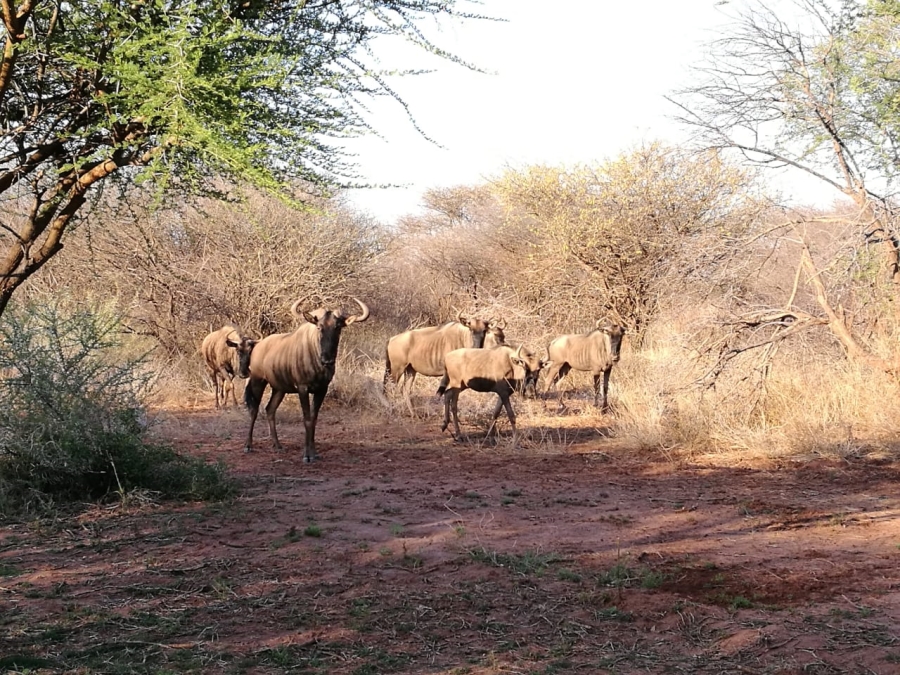 4 Bedroom Property for Sale in Thabazimbi Limpopo