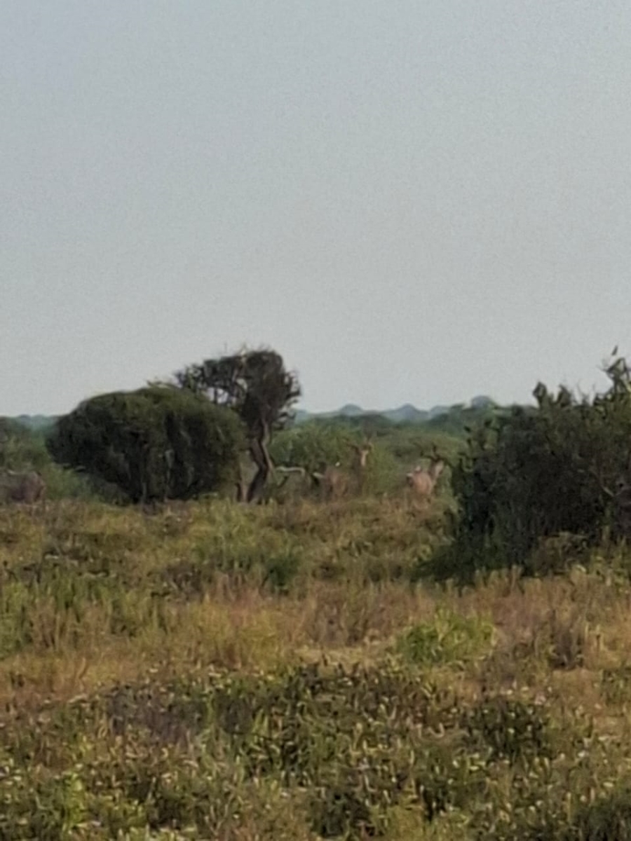 4 Bedroom Property for Sale in Thabazimbi Limpopo