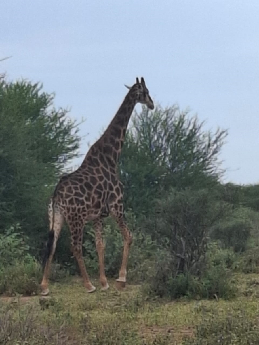 4 Bedroom Property for Sale in Thabazimbi Limpopo