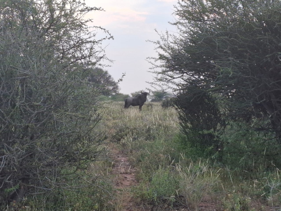 4 Bedroom Property for Sale in Thabazimbi Limpopo