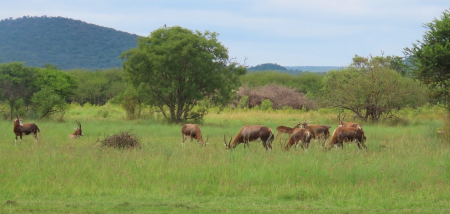 9 Bedroom Property for Sale in Dwaalboom Limpopo