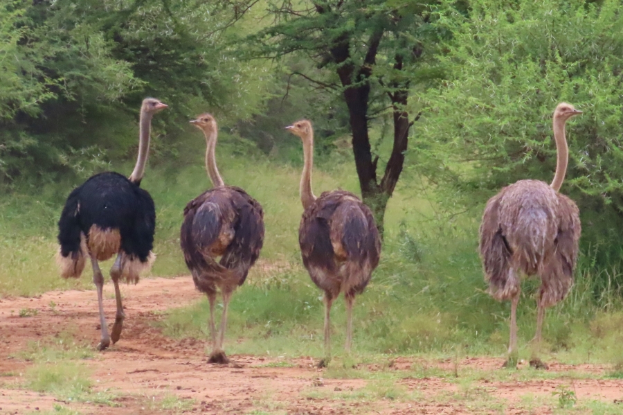 9 Bedroom Property for Sale in Dwaalboom Limpopo