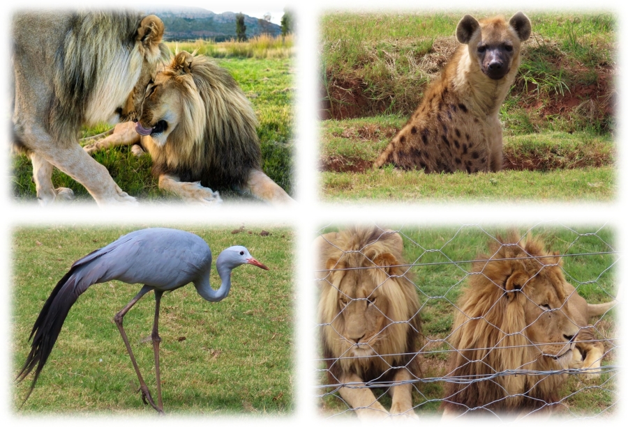 7 Bedroom Property for Sale in Vaalwater Limpopo