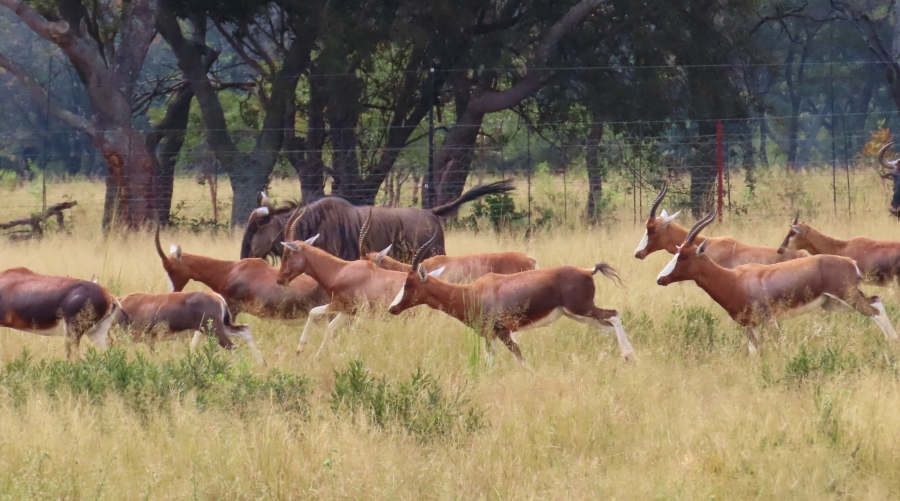 7 Bedroom Property for Sale in Vaalwater Limpopo