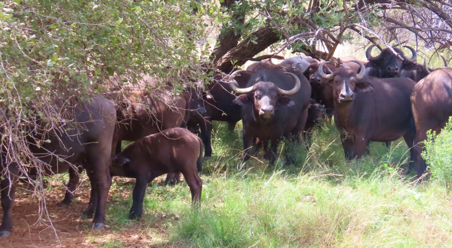 7 Bedroom Property for Sale in Vaalwater Limpopo