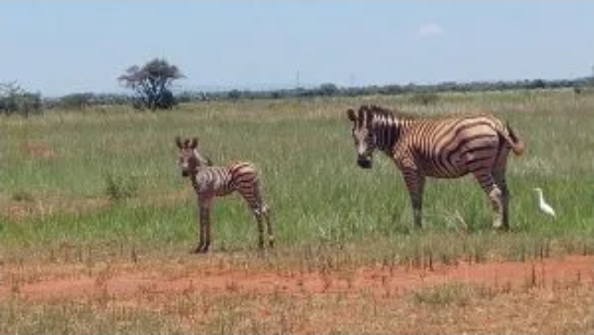 7 Bedroom Property for Sale in Modimolle Limpopo