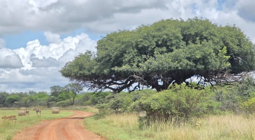 7 Bedroom Property for Sale in Modimolle Limpopo