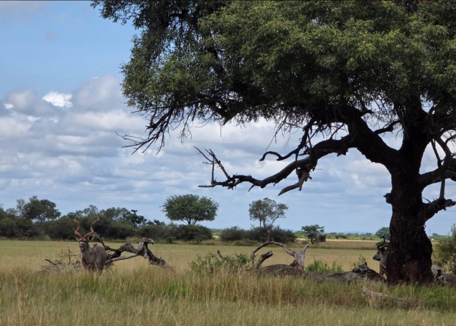 7 Bedroom Property for Sale in Modimolle Limpopo