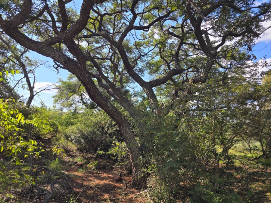 4 Bedroom Property for Sale in Louis Trichardt Limpopo