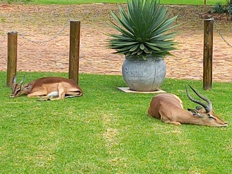 1 Bedroom Property for Sale in Mookgopong Limpopo