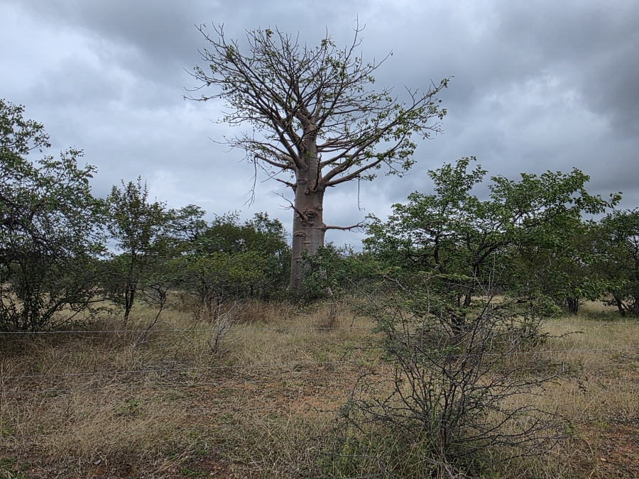 4 Bedroom Property for Sale in Alldays Limpopo