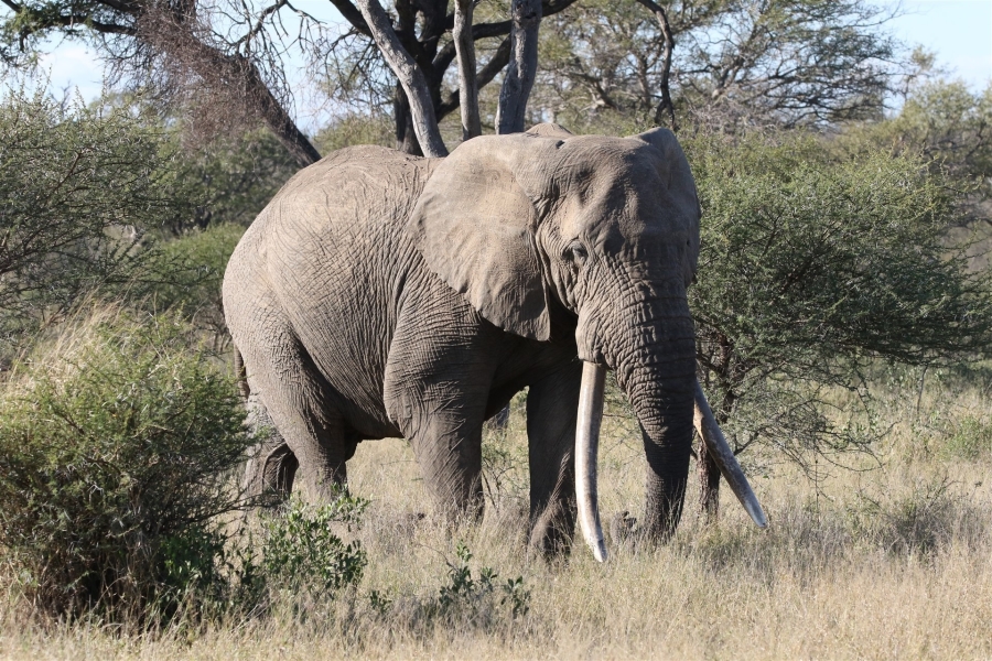 3 Bedroom Property for Sale in Parsons Game Reserve Limpopo